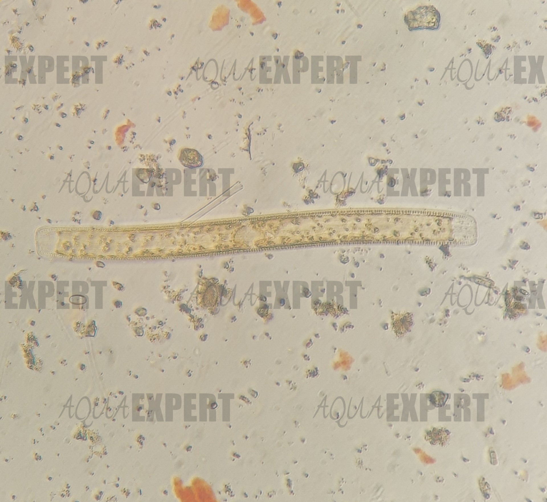 Muestras bentónicas