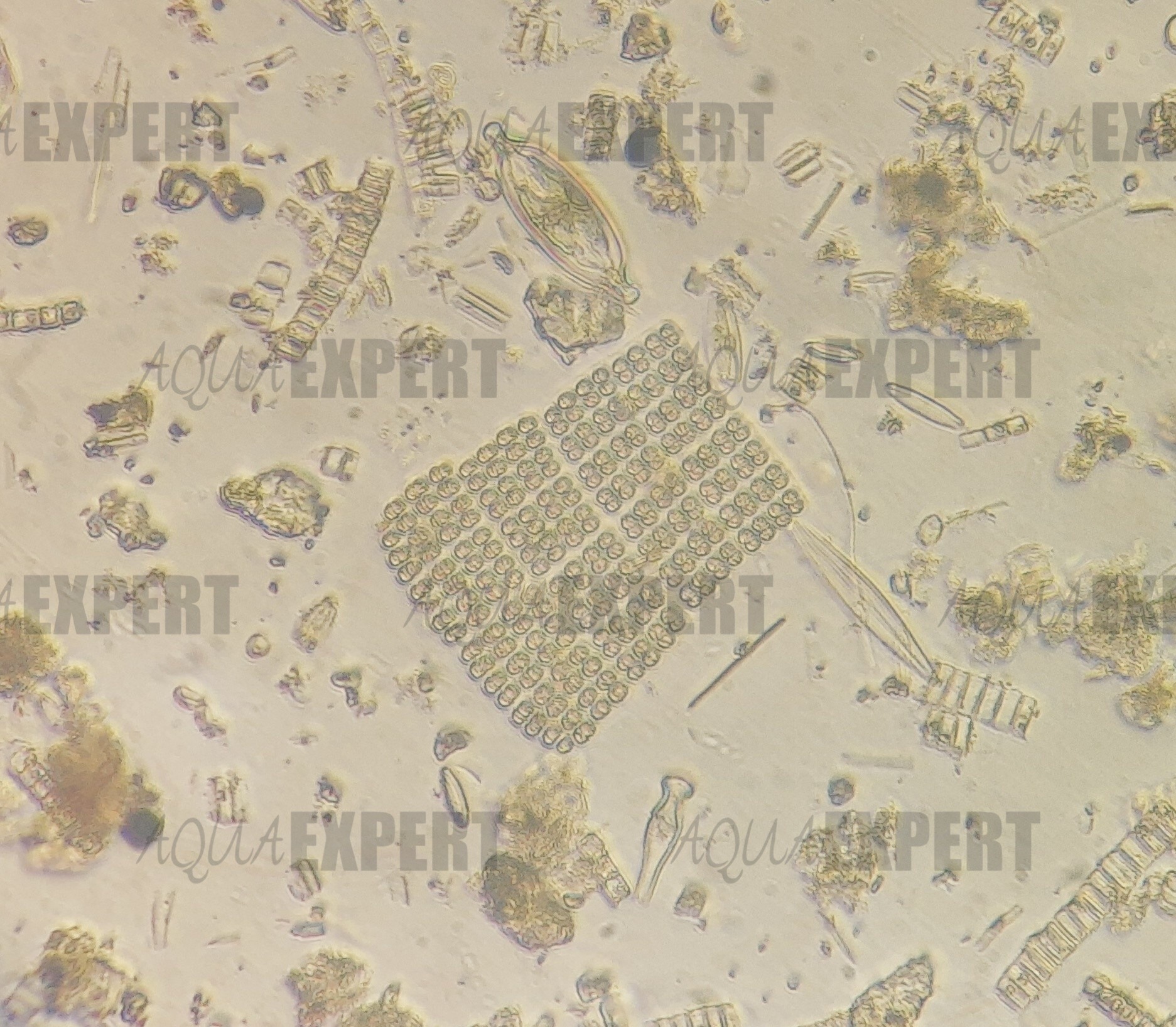Técnicos especializados